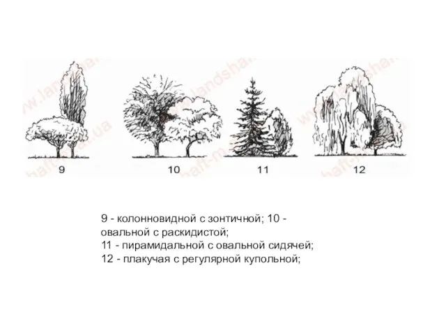 9 - колонновидной с зонтичной; 10 - овальной с раскидистой; 11