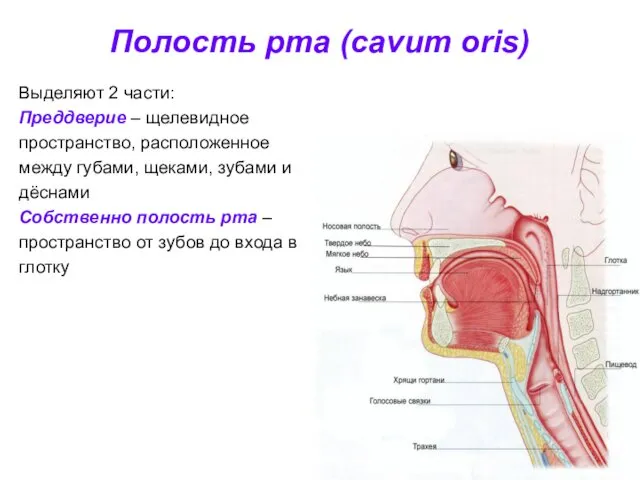 Полость рта (cavum oris) Выделяют 2 части: Преддверие – щелевидное пространство,