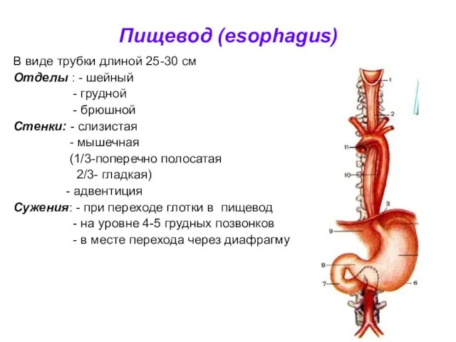 Пищевод (esophagus) В виде трубки длиной 25-30 см Отделы : -