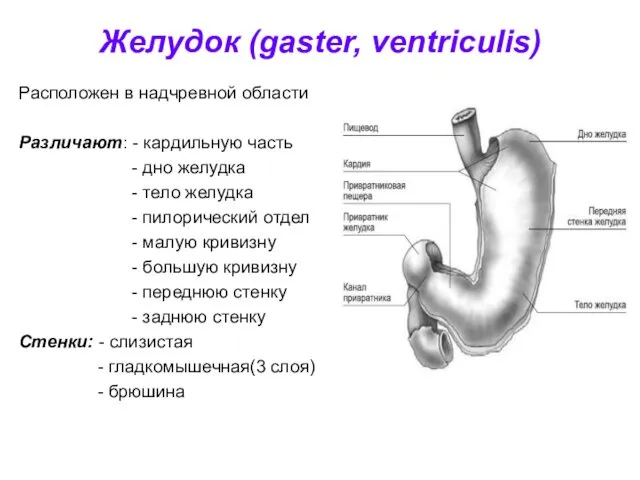 Желудок (gaster, ventriculis) Расположен в надчревной области Различают: - кардильную часть