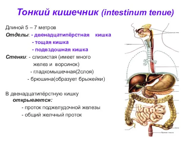 Тонкий кишечник (intestinum tenue) Длиной 5 – 7 метров Отделы: -