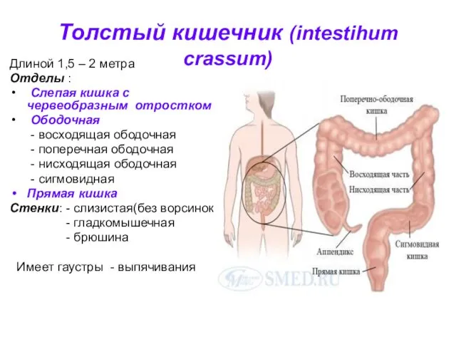Толстый кишечник (intestihum crassum) Длиной 1,5 – 2 метра Отделы :