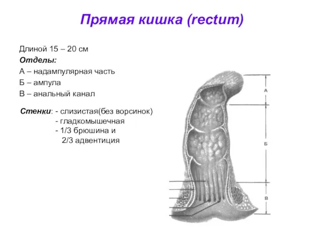 Прямая кишка (rectum) Длиной 15 – 20 см Отделы: А –