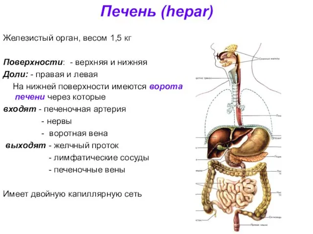 Печень (hepar) Железистый орган, весом 1,5 кг Поверхности: - верхняя и