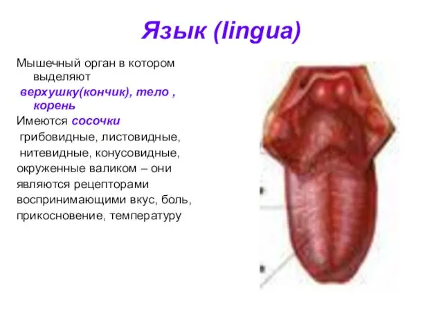 Язык (lingua) Мышечный орган в котором выделяют верхушку(кончик), тело , корень