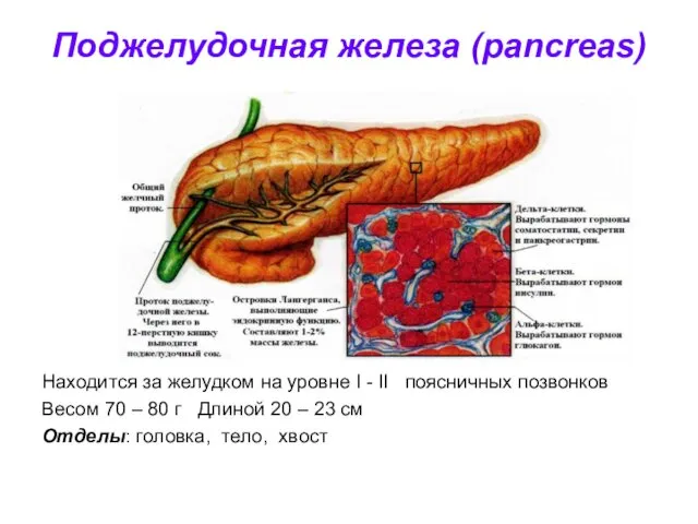 Поджелудочная железа (pancreas) Находится за желудком на уровне I - II