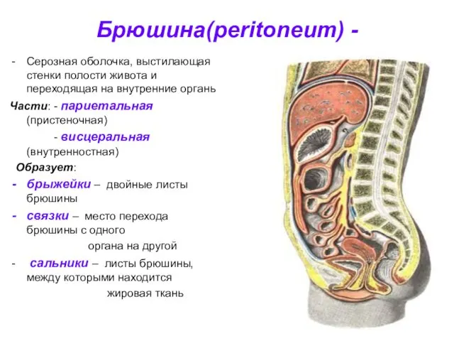 Брюшина(peritoneum) - Серозная оболочка, выстилающая стенки полости живота и переходящая на