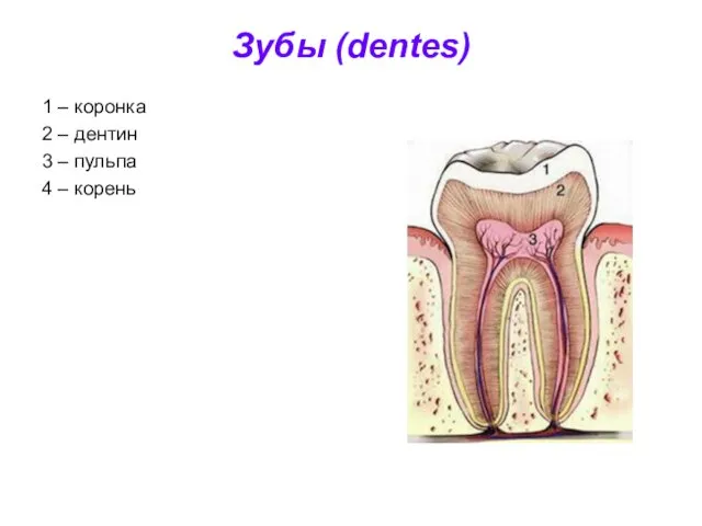 Зубы (dentes) 1 – коронка 2 – дентин 3 – пульпа 4 – корень