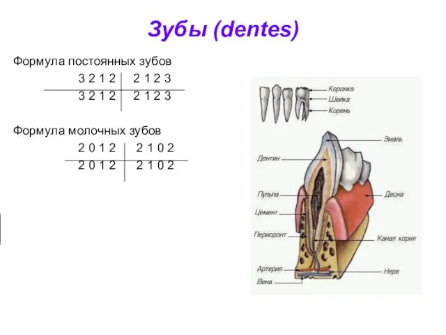 Зубы (dentes) Формула постоянных зубов 3 2 1 2 2 1
