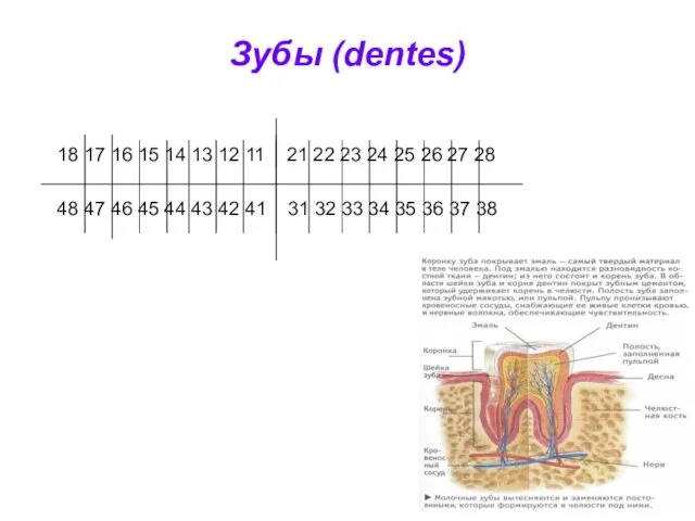 Зубы (dentes) 18 17 16 15 14 13 12 11 21