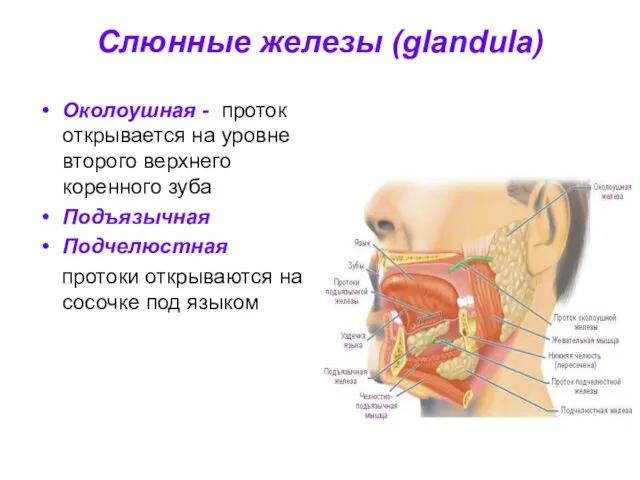 Слюнные железы (glandula) Околоушная - проток открывается на уровне второго верхнего