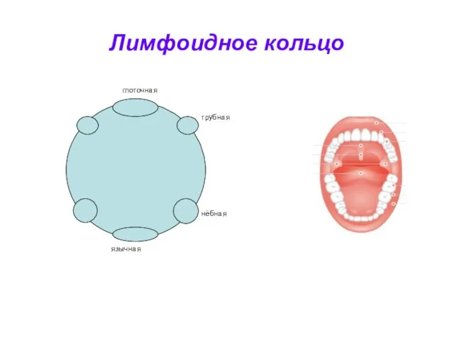 Лимфоидное кольцо глоточная трубная нёбная язычная