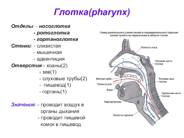Глотка(pharynx) Отделы: - носоглотка - ротоглотка - гортаноглотка Стенки: - слизистая