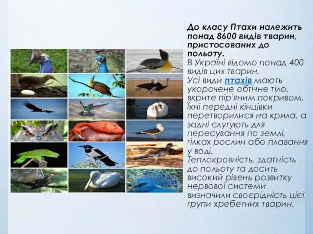 До класу Птахи належить понад 8600 видів тварин, пристосованих до польоту.