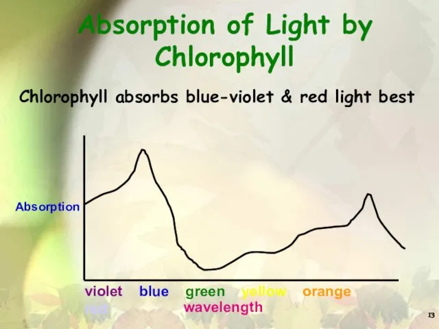 Absorption of Light by Chlorophyll wavelength Absorption Chlorophyll absorbs blue-violet & red light best