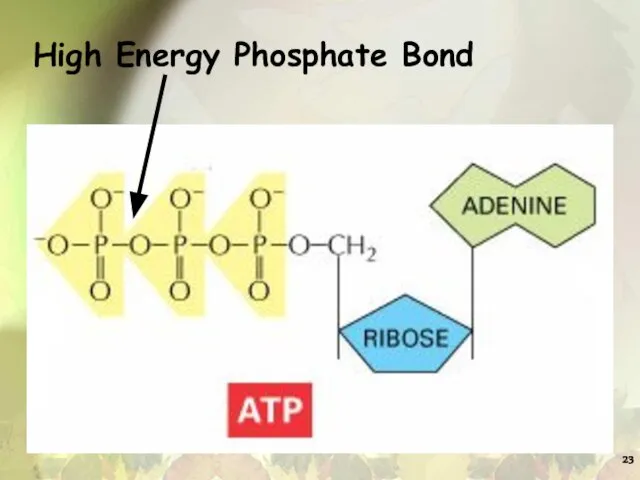 High Energy Phosphate Bond