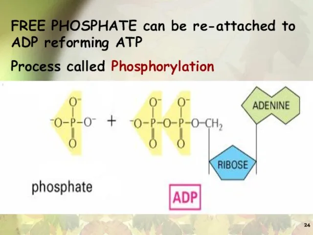 FREE PHOSPHATE can be re-attached to ADP reforming ATP Process called Phosphorylation