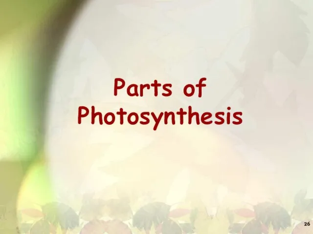 Parts of Photosynthesis
