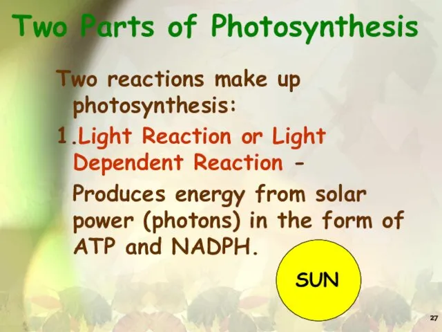 Two Parts of Photosynthesis Two reactions make up photosynthesis: 1.Light Reaction