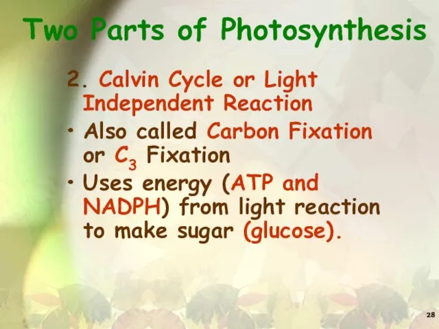Two Parts of Photosynthesis 2. Calvin Cycle or Light Independent Reaction