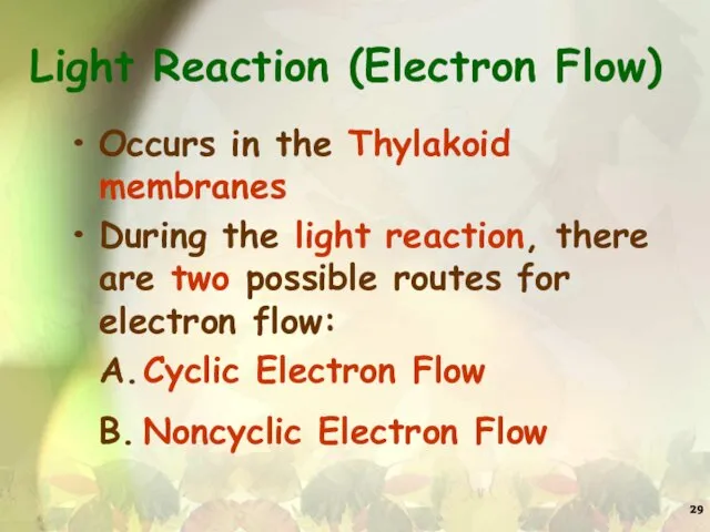 Light Reaction (Electron Flow) Occurs in the Thylakoid membranes During the