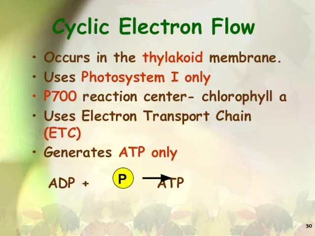 Cyclic Electron Flow Occurs in the thylakoid membrane. Uses Photosystem I