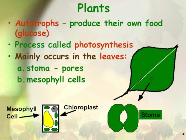Plants Autotrophs – produce their own food (glucose) Process called photosynthesis