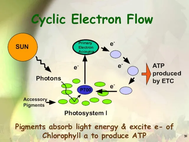 Cyclic Electron Flow Pigments absorb light energy & excite e- of Chlorophyll a to produce ATP