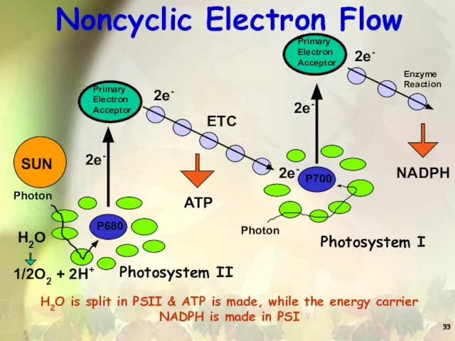 Noncyclic Electron Flow H2O is split in PSII & ATP is