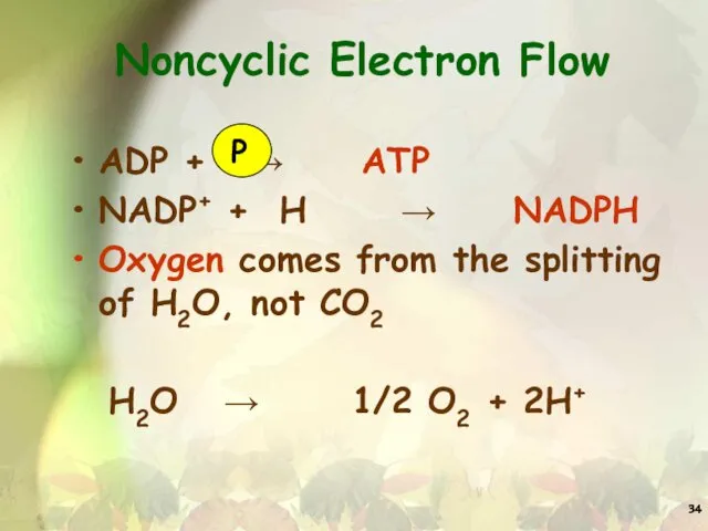 Noncyclic Electron Flow ADP + → ATP NADP+ + H →
