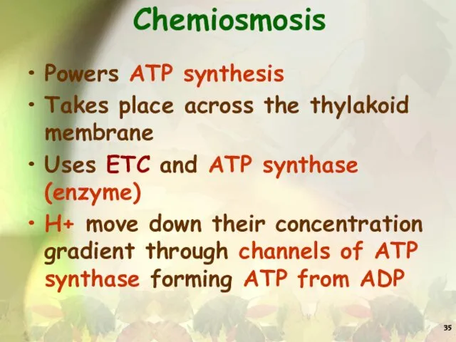 Chemiosmosis Powers ATP synthesis Takes place across the thylakoid membrane Uses