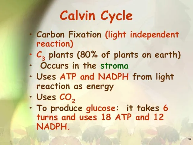 Calvin Cycle Carbon Fixation (light independent reaction) C3 plants (80% of