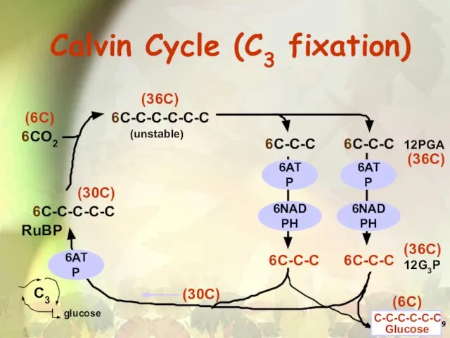 Calvin Cycle (C3 fixation)