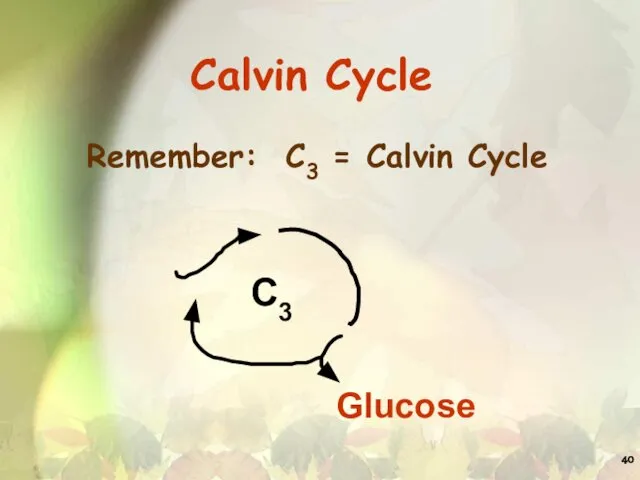 Calvin Cycle Remember: C3 = Calvin Cycle