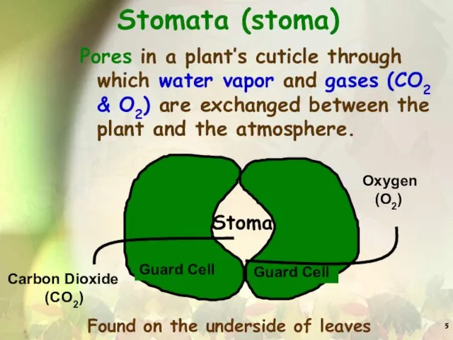 Stomata (stoma) Pores in a plant’s cuticle through which water vapor