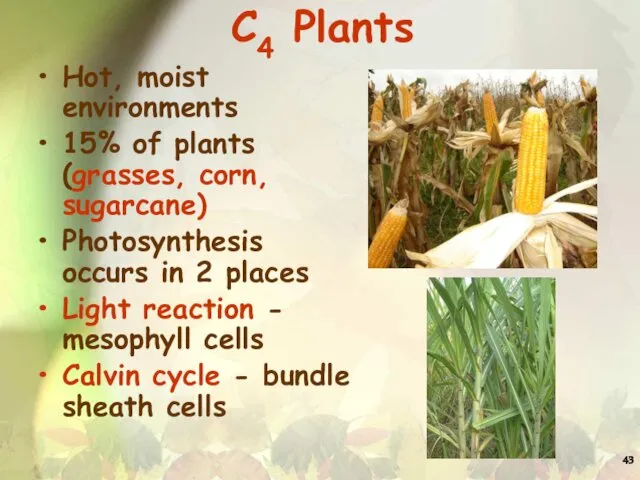 C4 Plants Hot, moist environments 15% of plants (grasses, corn, sugarcane)