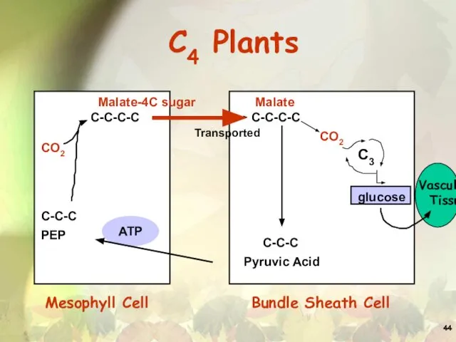 C4 Plants