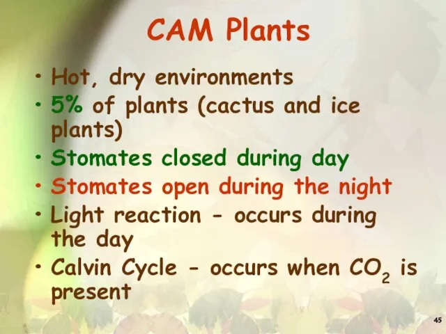 CAM Plants Hot, dry environments 5% of plants (cactus and ice