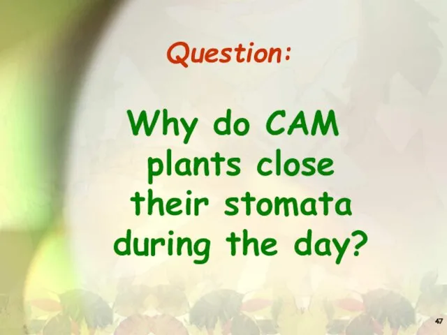 Question: Why do CAM plants close their stomata during the day?