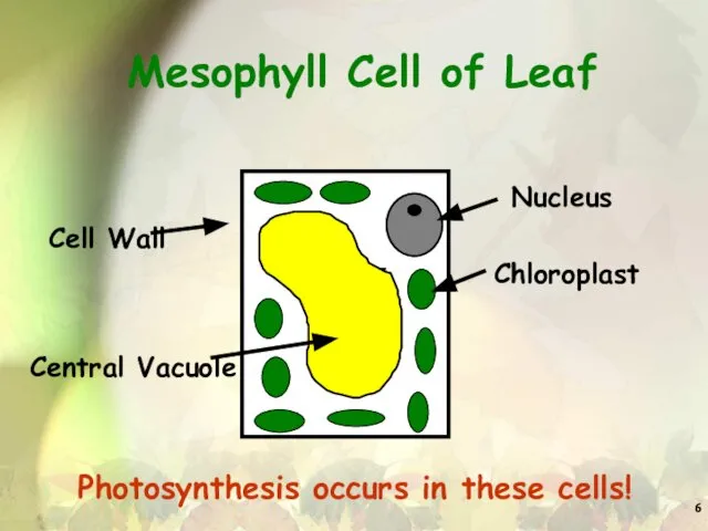 Mesophyll Cell of Leaf Photosynthesis occurs in these cells!