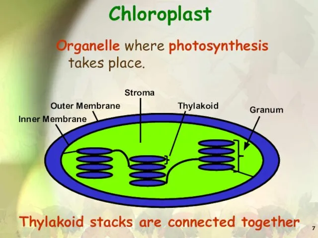 Chloroplast Organelle where photosynthesis takes place. Thylakoid stacks are connected together