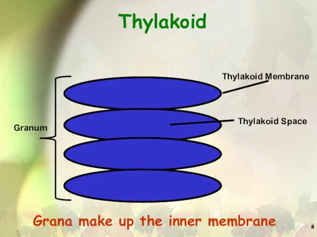 Thylakoid Grana make up the inner membrane