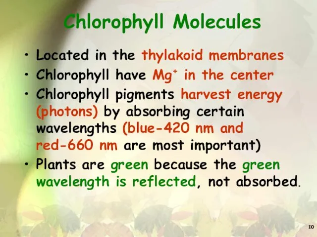 Chlorophyll Molecules Located in the thylakoid membranes Chlorophyll have Mg+ in