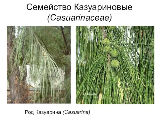 Семейство Казуариновые (Casuarinaceae) Род Казуарина (Casuarina)