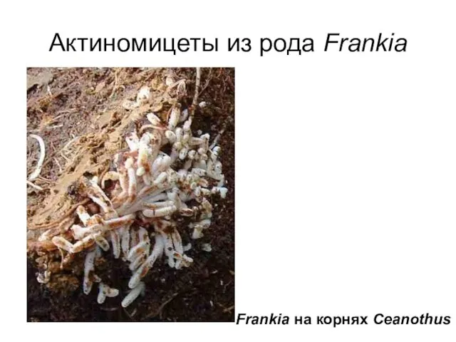 Актиномицеты из рода Frankia Frankia на корнях Ceanothus