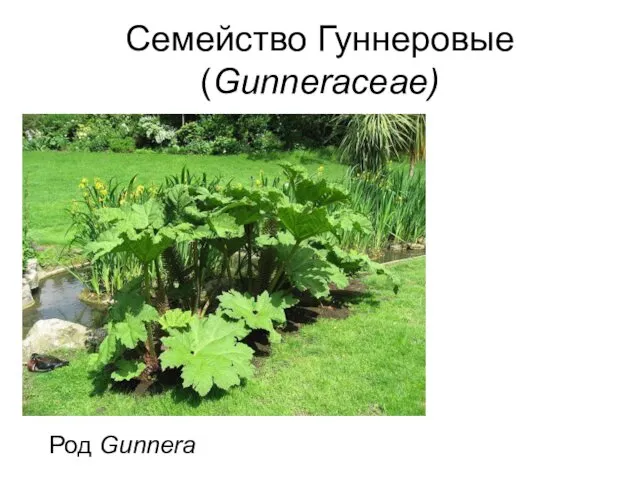 Семейство Гуннеровые (Gunneraceae) Род Gunnera