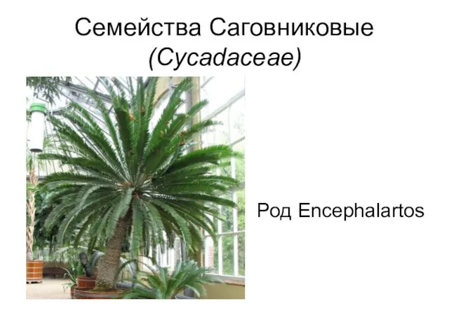 Семейства Саговниковые (Cycadaceae) Род Encephalartos
