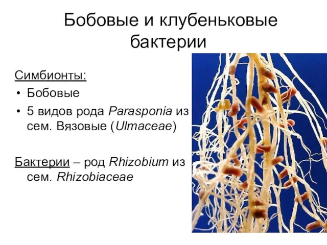 Бобовые и клубеньковые бактерии Симбионты: Бобовые 5 видов рода Parasponia из