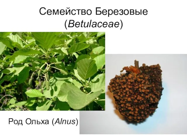 Семейство Березовые (Betulaceae) Род Ольха (Alnus)