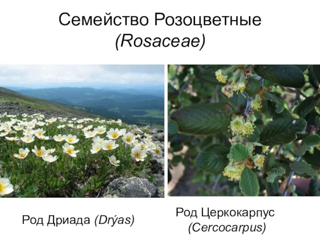 Семейство Розоцветные (Rosaceae) Род Церкокарпус (Cercocarpus) Род Дриада (Drýas)